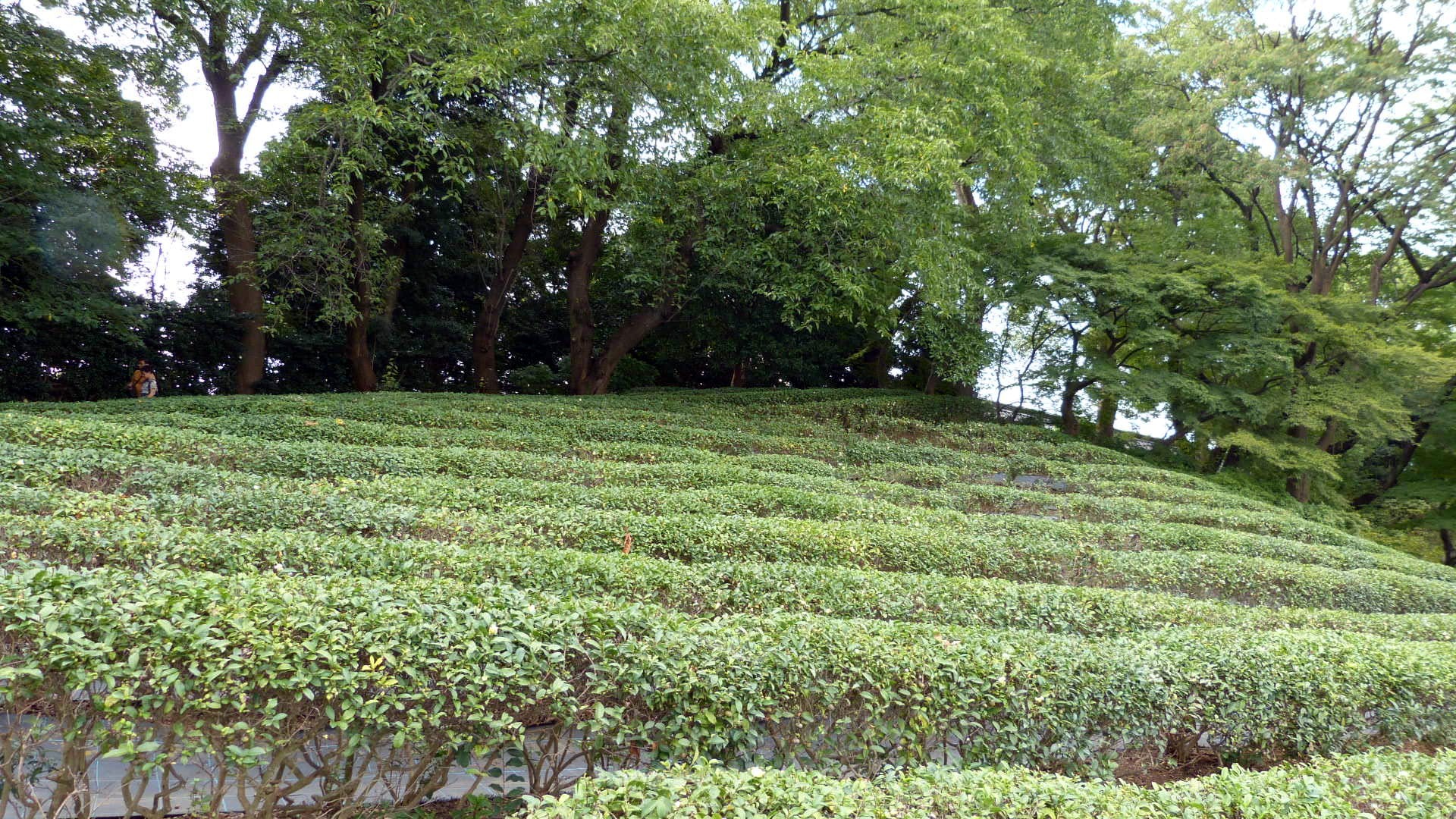 rows of hedges line a hillside